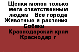 Щенки мопса только мега-ответственным людям - Все города Животные и растения » Собаки   . Краснодарский край,Краснодар г.